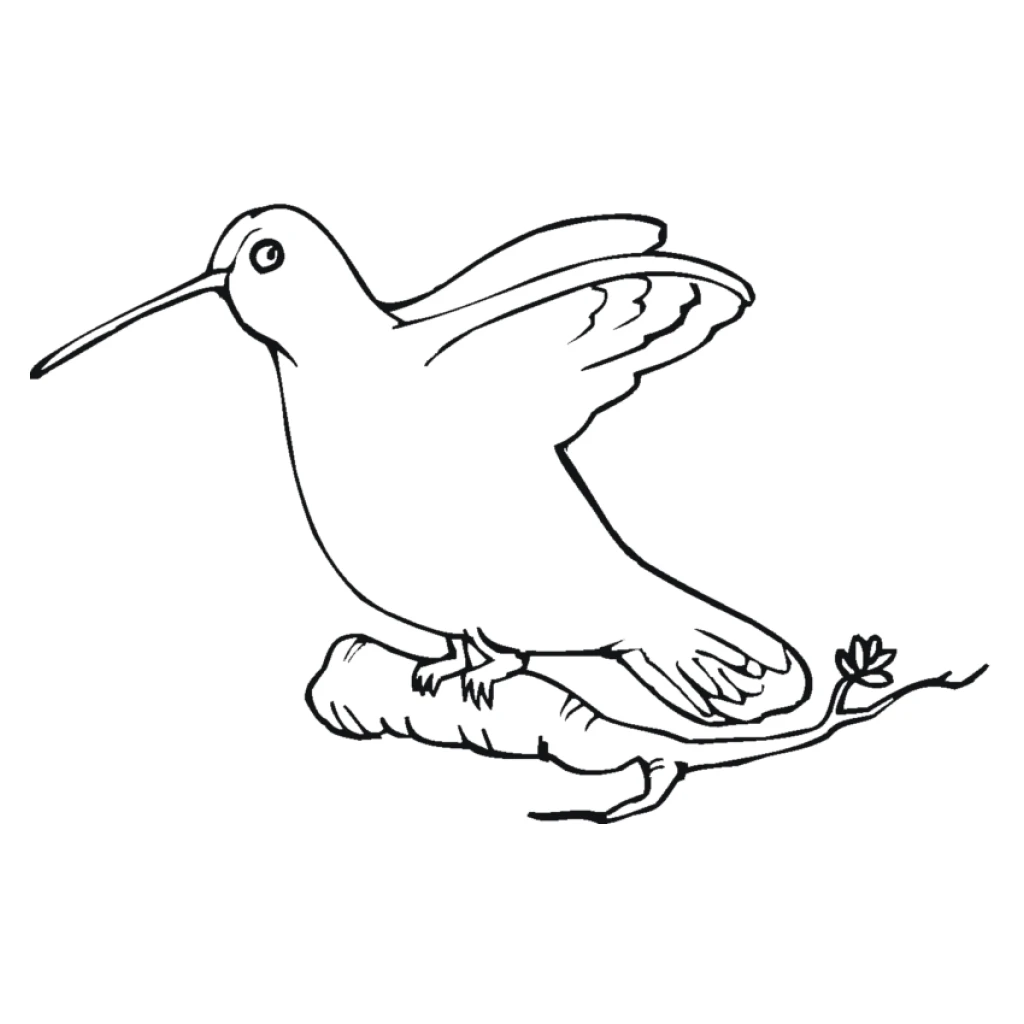 Dibujo de Colibrí para colorear e imprimir gratis