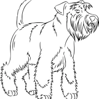 Cachorro